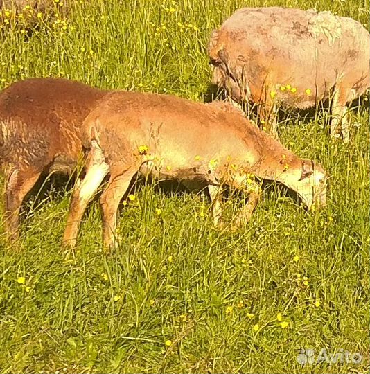 Катумский барашек и ярки