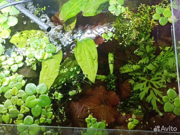 Аквариумные растения