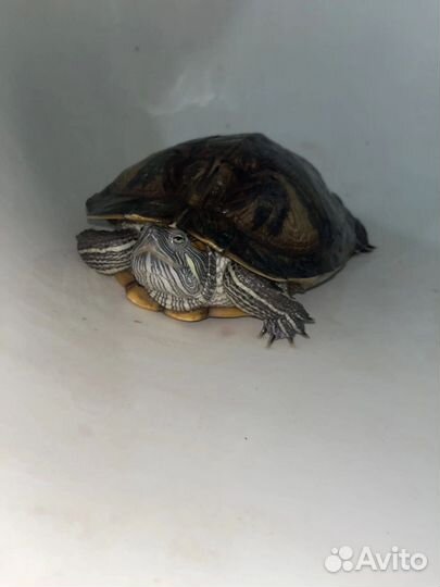 Красноухая черепаха с аквариумом