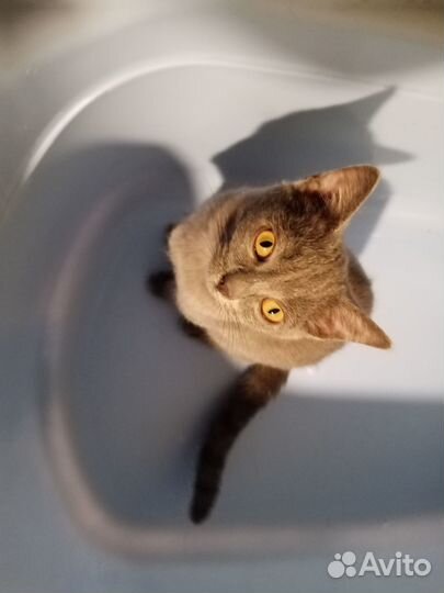 Кошечка в добрые руки
