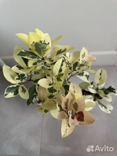 Фикусы сортовые разные