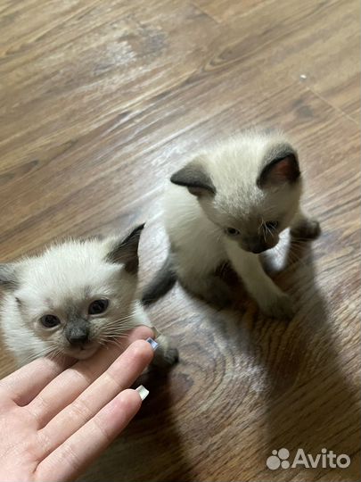 Тайские котята