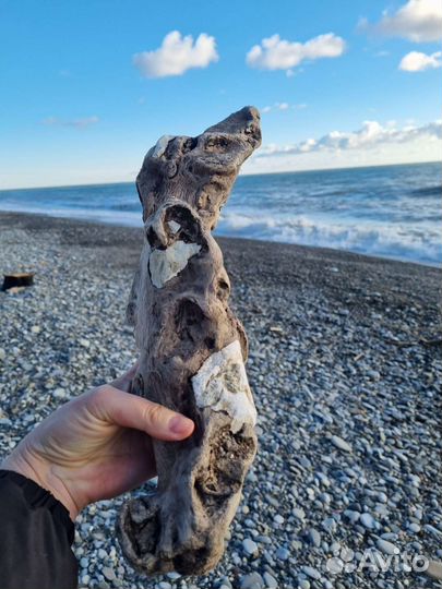 Дрифт вуд много