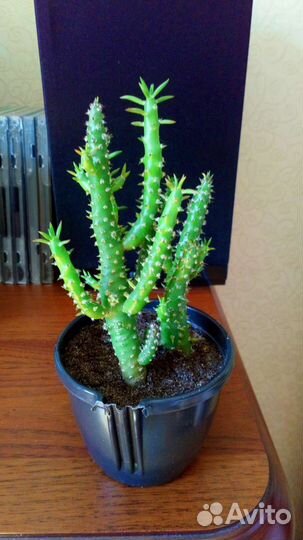 Аустроцилиндропунция, кактус