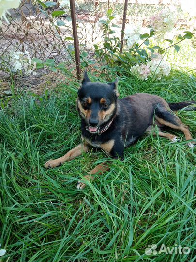 Отдам в добрые руки маленькую собачку