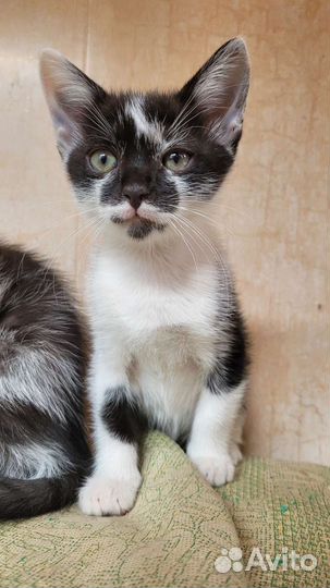 Котенок в добрые руки