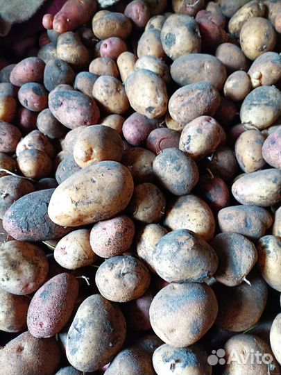 Продам картофель