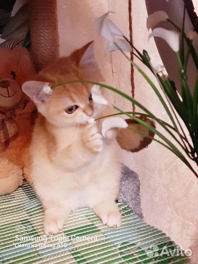 Золотые британские котята