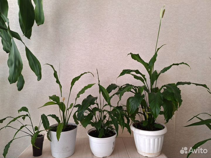 Спатифиллум