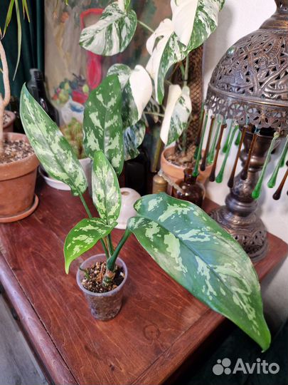 Аглаонема Мария