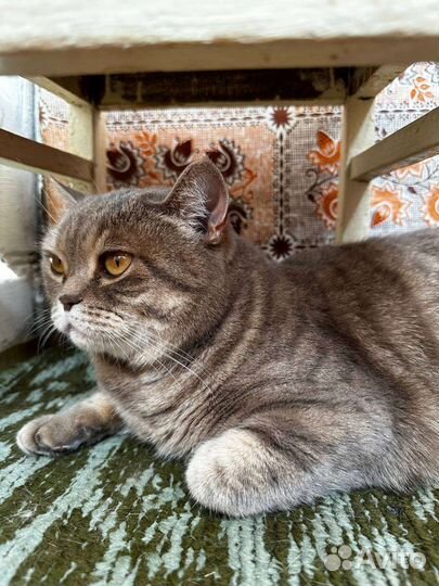 Кошка в добрые руки