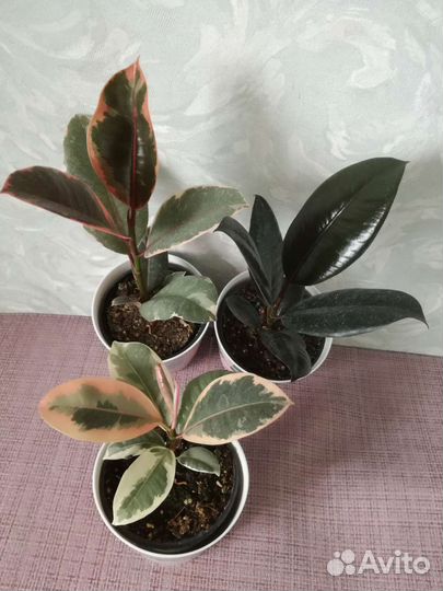 Аглаонемы Нолины Зензи Калатеи Фикусы Алоказии