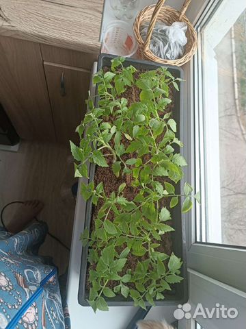 Рассада помидоров томатов