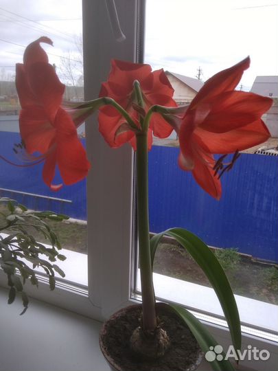 Лилия амариллис