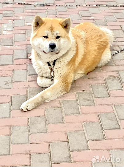 Вязка Акита