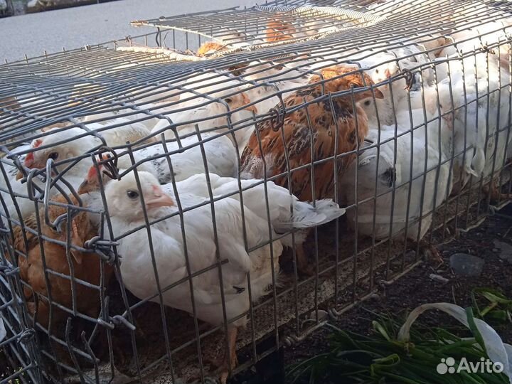 Цыплята адлерская и кученская