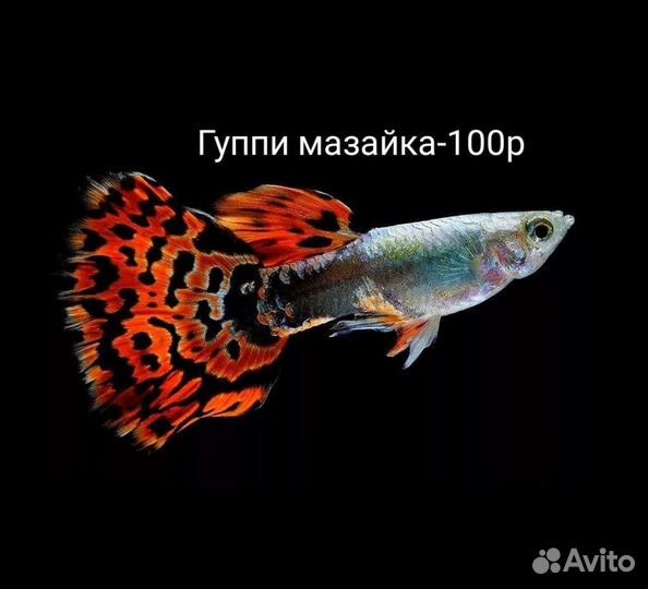 Аквариумные рыбки