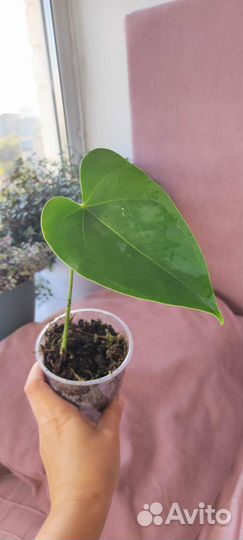 Антуриум розовый