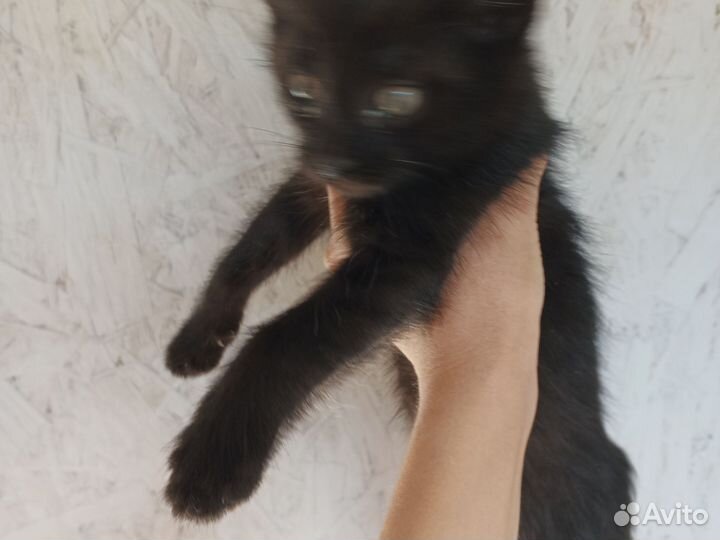 Турецкая Ангора и русская голубая