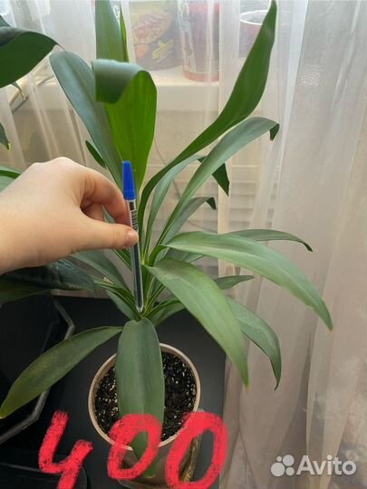 Комнатные цветы