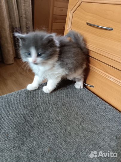 Котенок в добрые руки