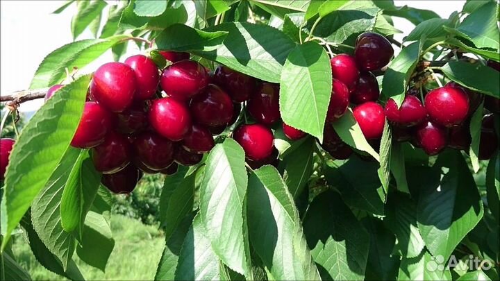 Канадские сорта Черешни