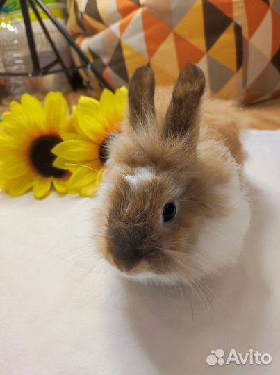 Декоративный кролик