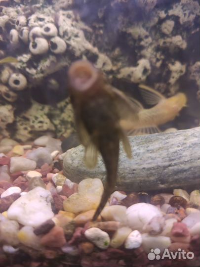 Продаются сомики очистители аквариума