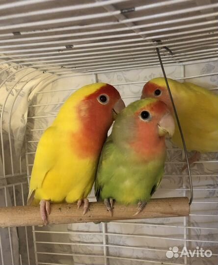 Неразлучники молоденькие