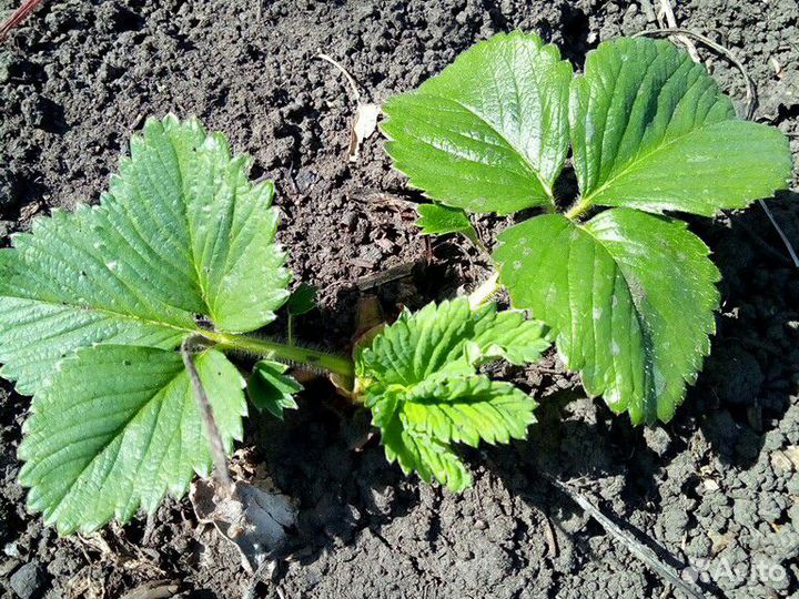 Маршал,максим и солнечная полянка