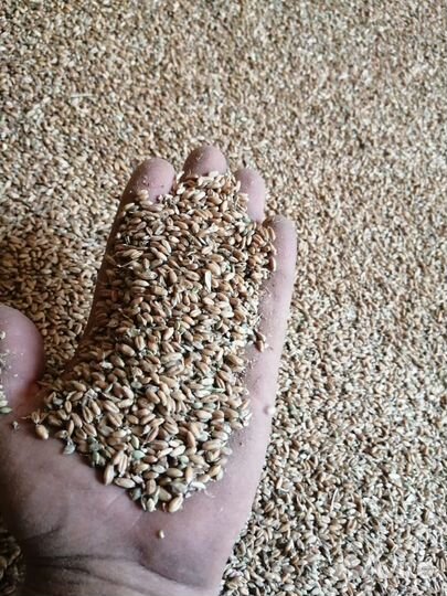 Зерно пшеница