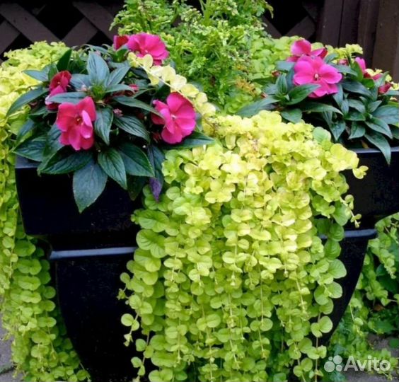 Вербейник монетчатый