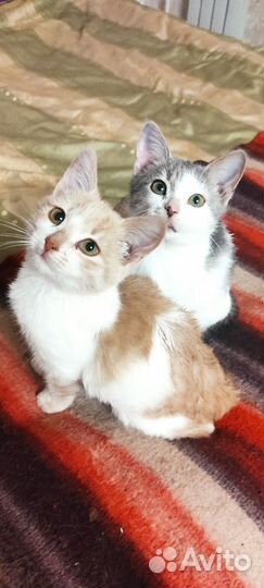 Котята мальчики, 3 мес