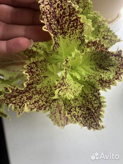 Свежие срезы колеусов