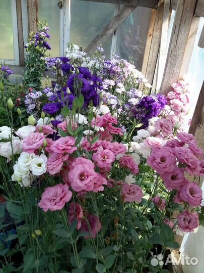 Эустома семена