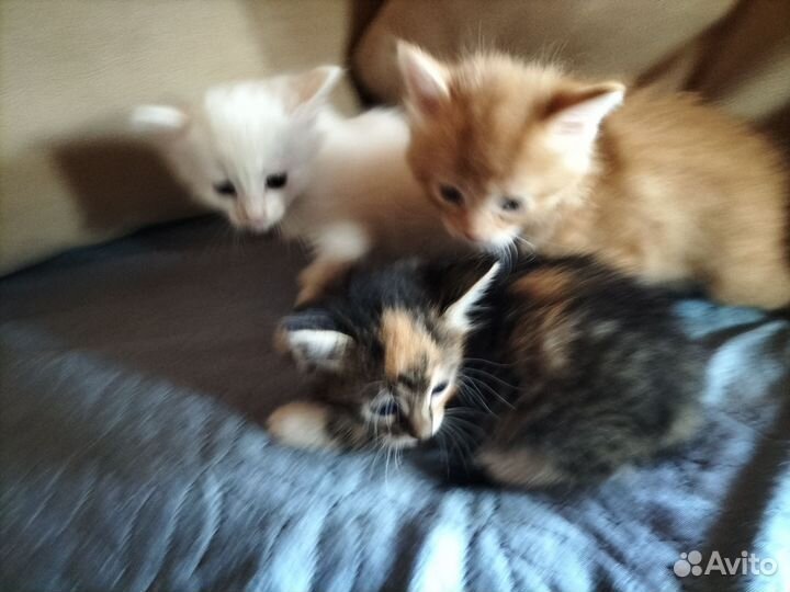 Котята в дар