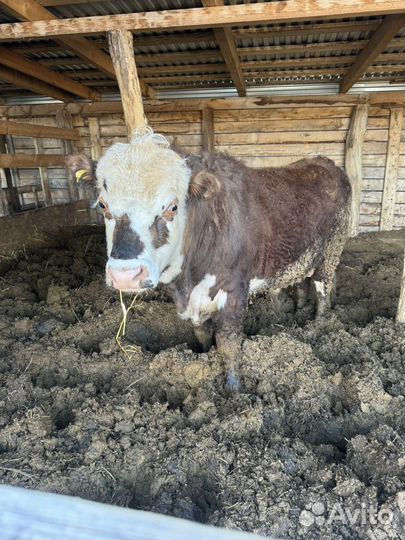 Бык герефорд на племя