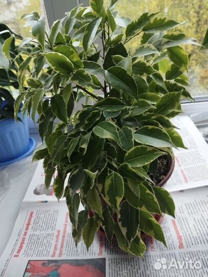 Фикус Бафт