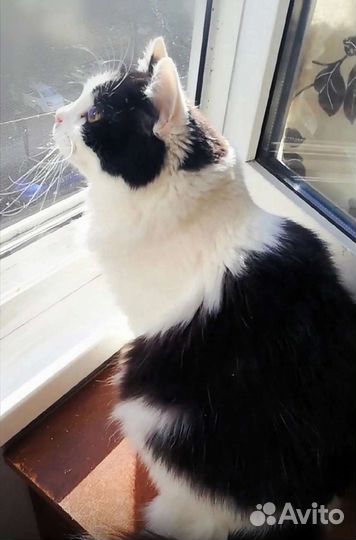 Няшик пушистый котик-медвежонок