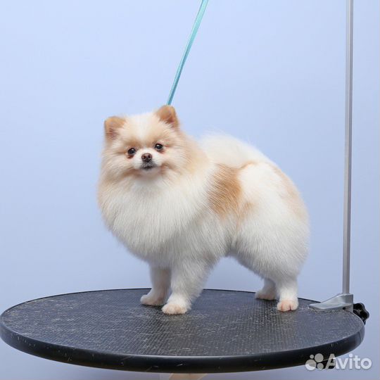 Стрижка собак и кошек (Груминг)