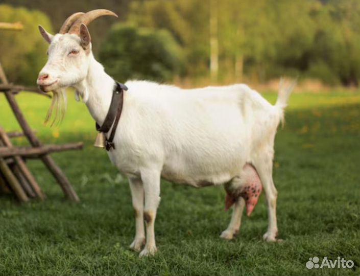 Коза дойная