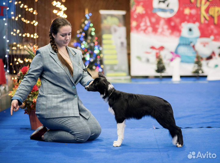 Кинолог / хендлер / дрессировка собак