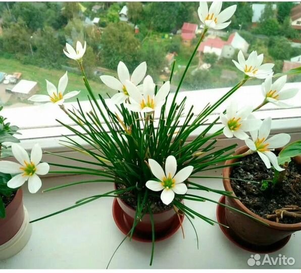 Цветок Зефирантес белый