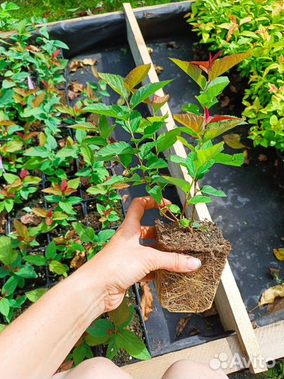 Спирея японская, серая, березолистная