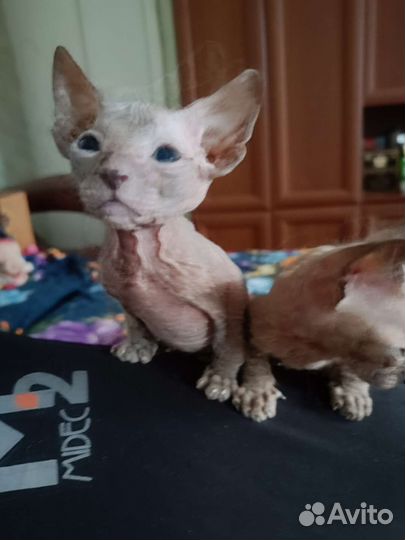 Котята донского сфинкса