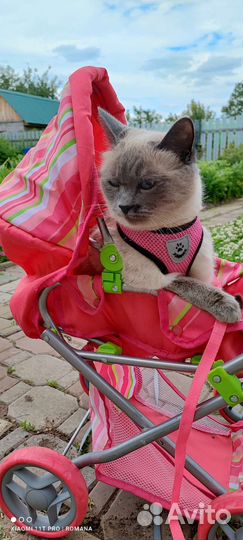 Прогулочная коляска (игрушка)