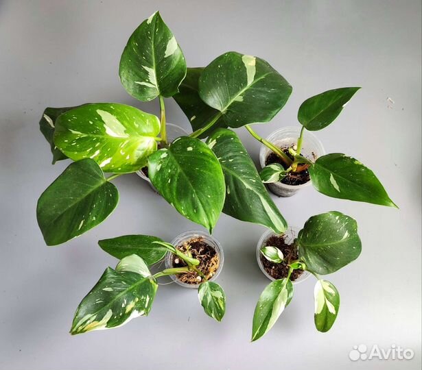 Комнатные растения 2