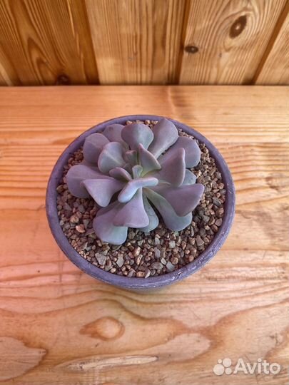 Эхеверия «Кубик Фрост» (Echeveria Cubic Frost)