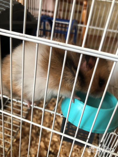 Хомяк с клеткой