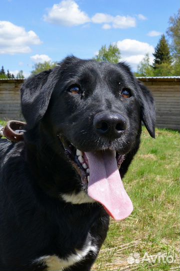 Красавица Боня ищет дом